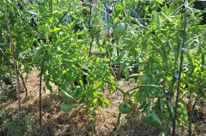 Сорт ябълки Минусинск на открито