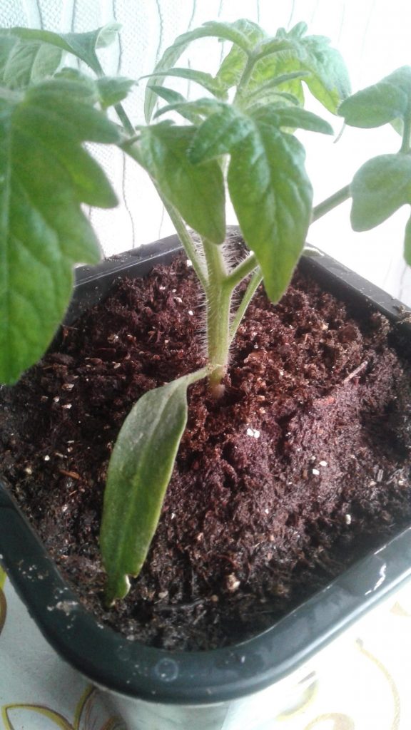 Σπορόφυτα ντομάτας