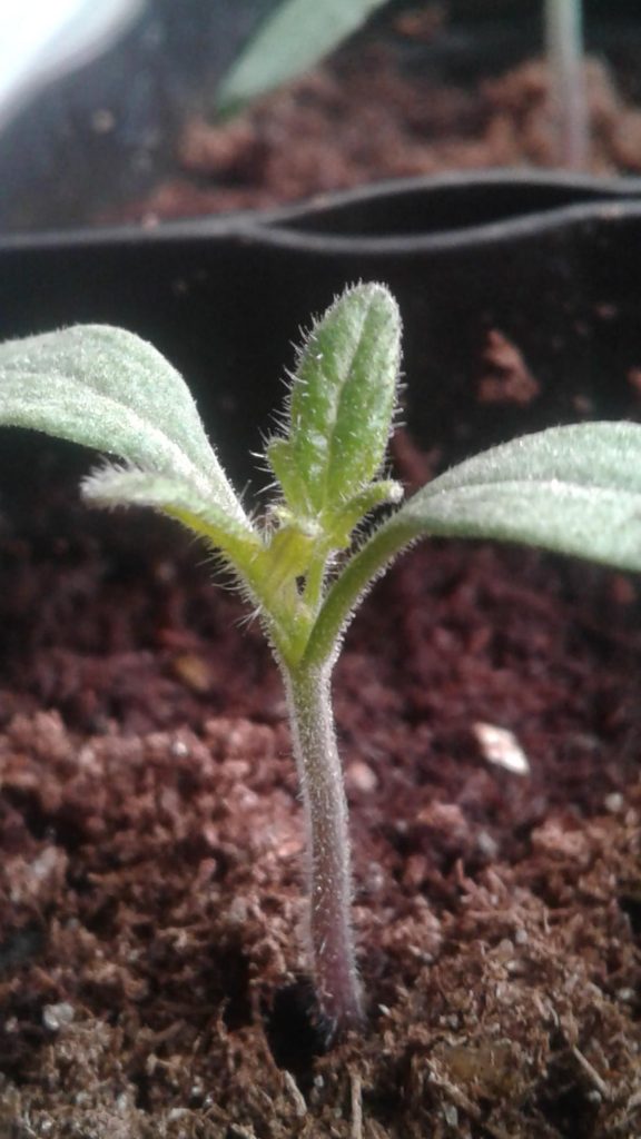 Βλαστάρι ντομάτας