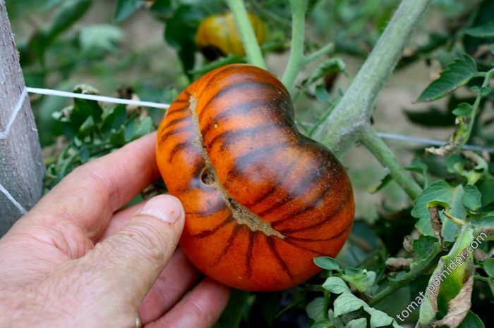 Χρωματισμός τίγρης