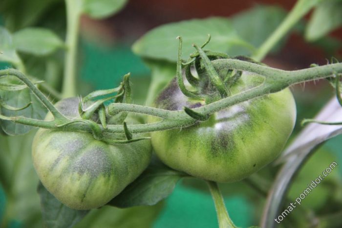 Πράσινα φρούτα