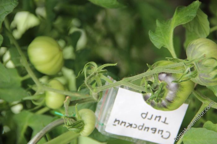 Ποικιλία Σιβηρικής Τίγρης