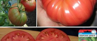 Сорт домати Сибирски Шанги