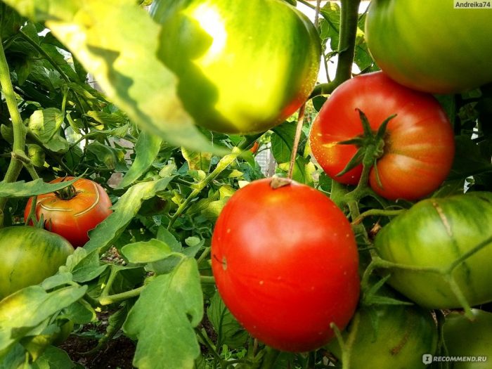 Узряване на храста