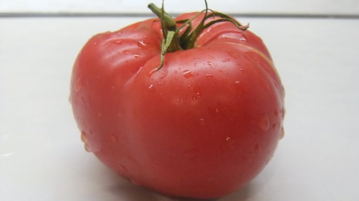 Плодът на сибирския домат Шанги