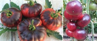 Сорт домати Сибирски тигър