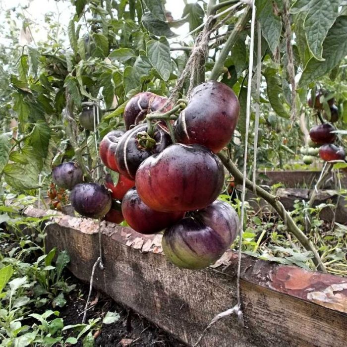 Πινέλα ντομάτας ποικιλίας Siberian Tiger