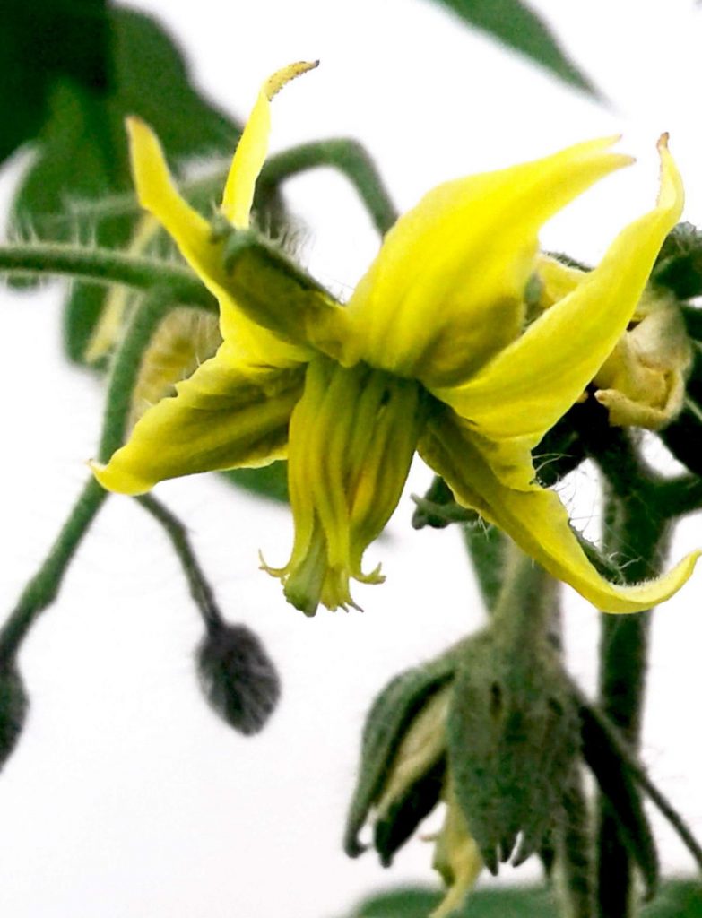 Λουλούδια σε ντομάτες