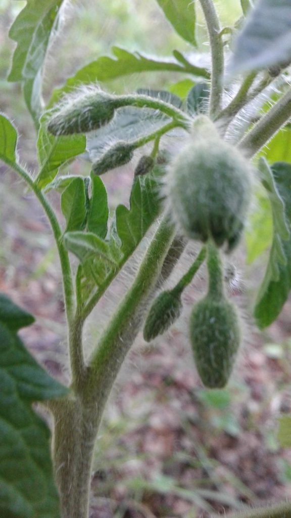 Έναρξη ανθοφορίας