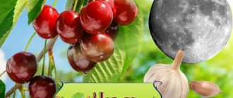 Юли и работа