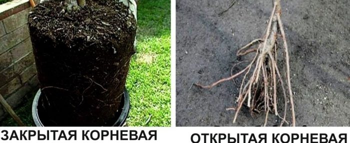 Коренова система