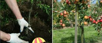 Засаждане на ябълково дърво през есента