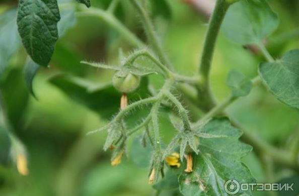 Λουλούδια ντομάτας Balcony Miracle