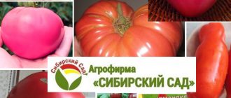 Сортове домати от Сибирска градина