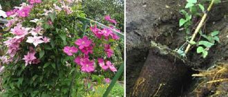 Засаждане на клематис