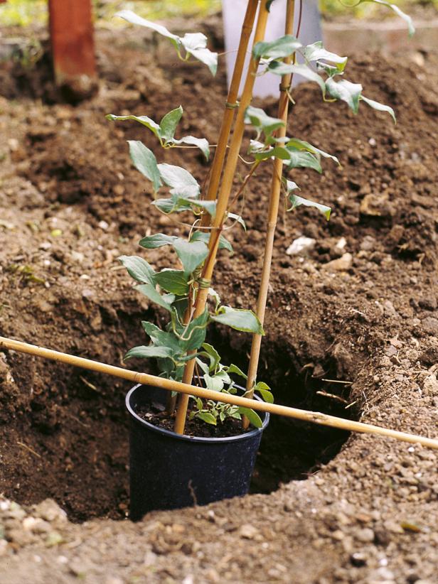 Как да засадим клематис