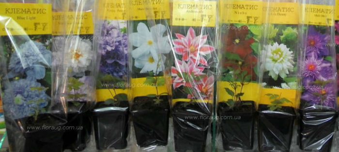 Разсад на клематис