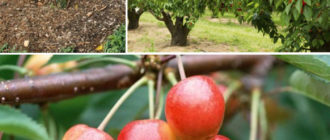 Засаждане на череши