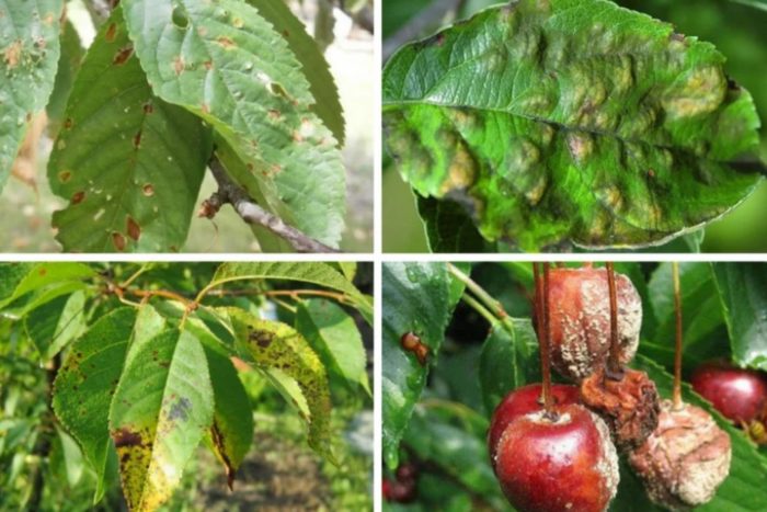Болести на черешите