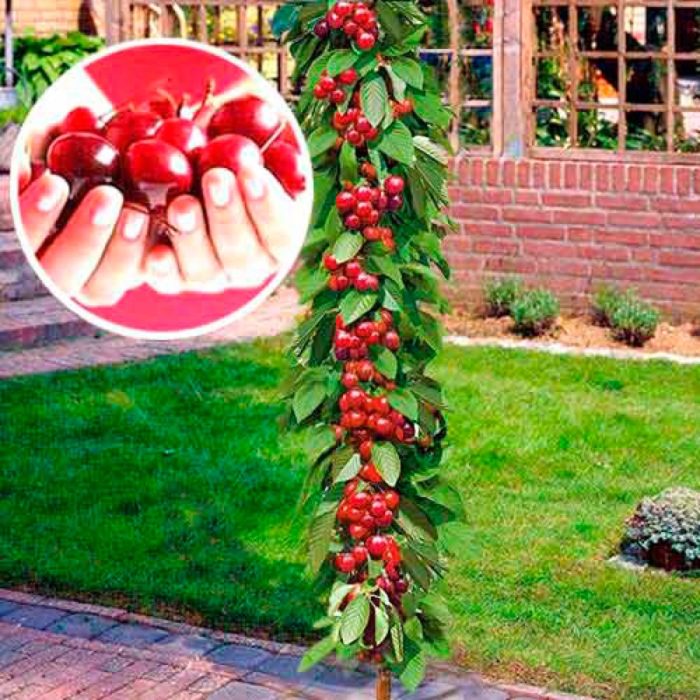 Отглеждане на колоновидни череши