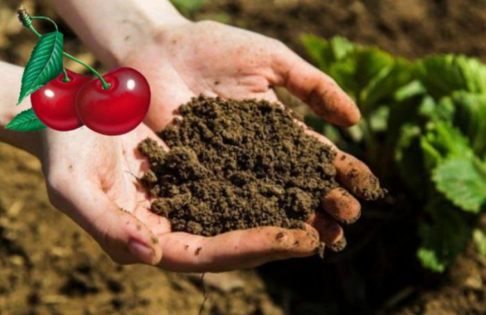 Почва за черешови дървета