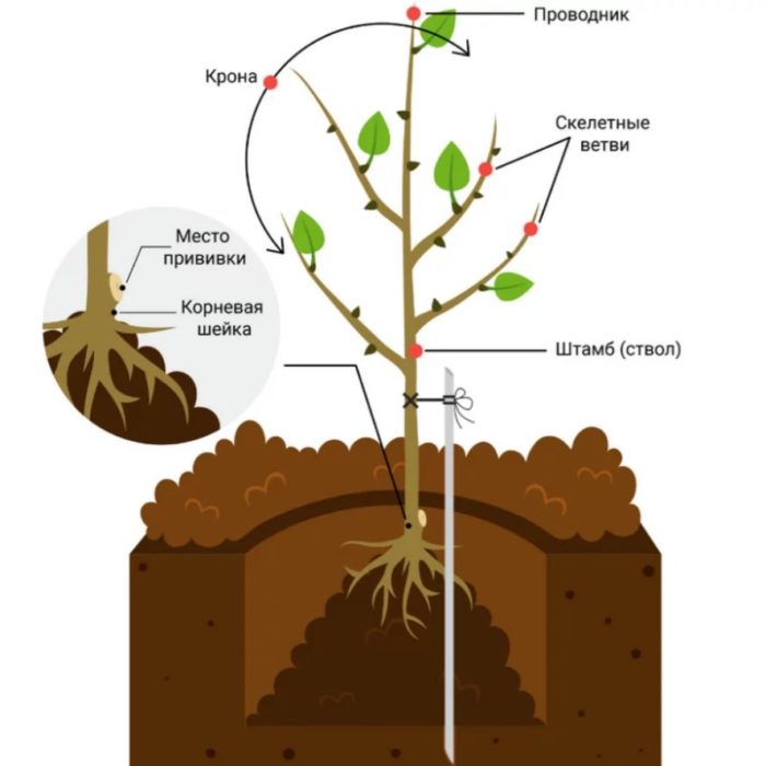 Засаждане на разсад