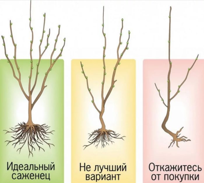 Избор на разсад