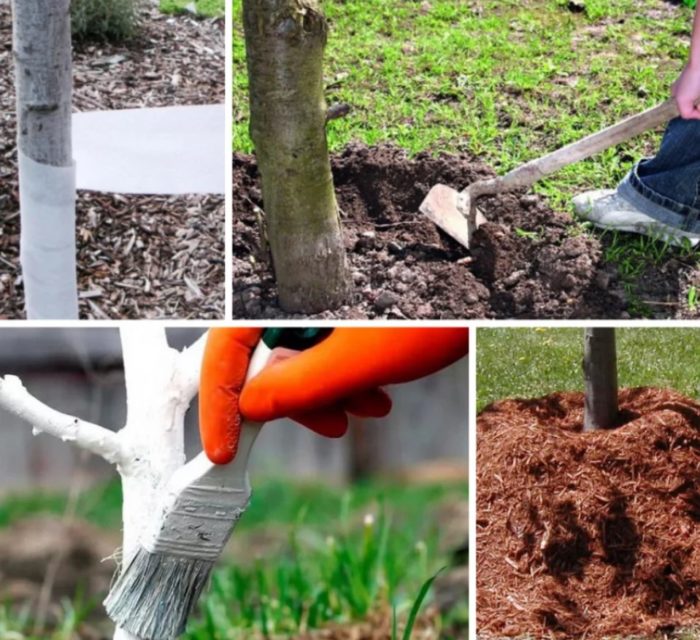 Грижа за черешово дърво