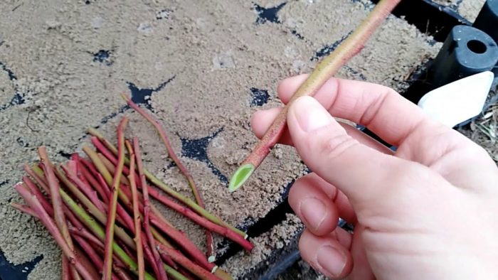 Резници от боровинки