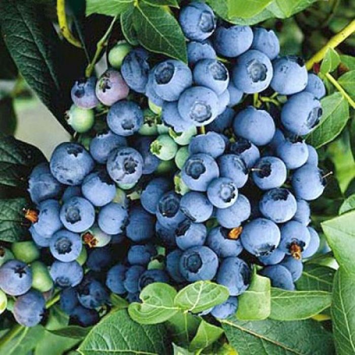 Сорт боровинки Джърси