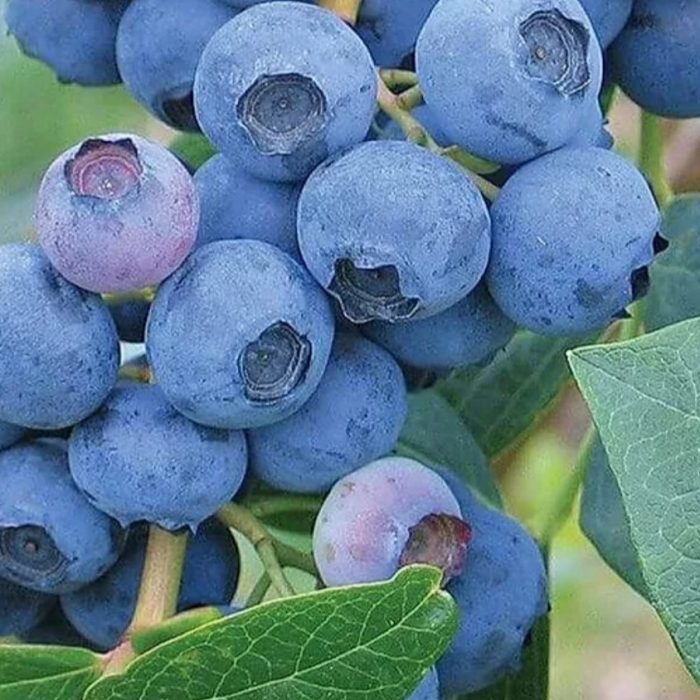 Сорт боровинка Earlyblue