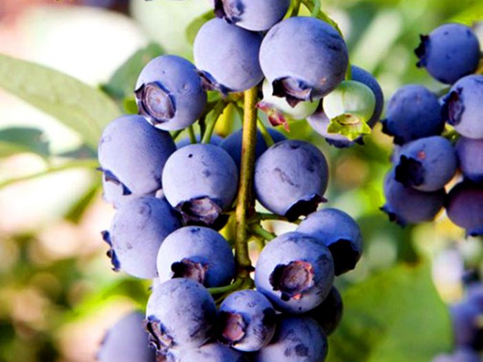 Сорт боровинки Хърбърт