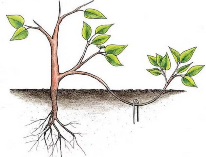 Размножаване чрез наслояване