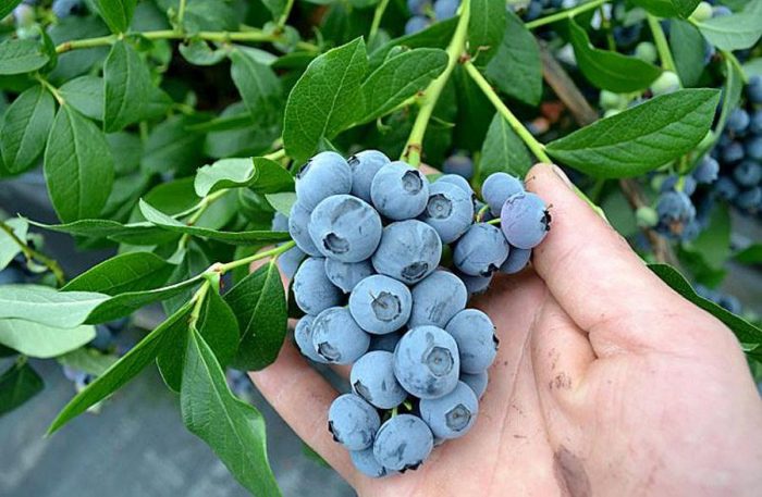 Боровинка Патриот