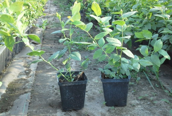 Разсад от боровинки