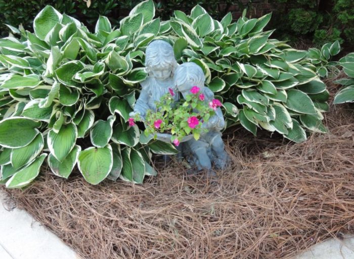 Мулчиране на хости