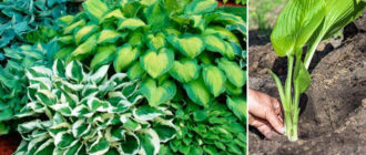 Засаждане на хоста