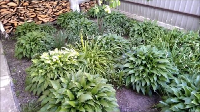 Мулчиране на насаждения