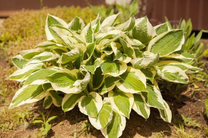 Хоста в пейзажа