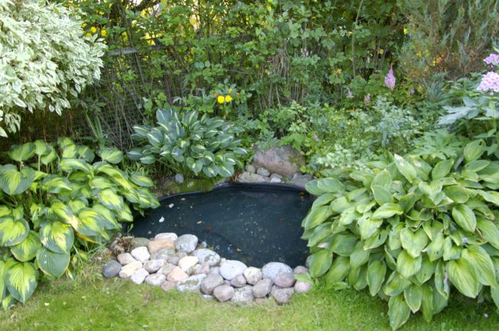 Хоста близо до езерце