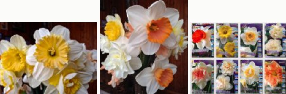 Όμορφα διπλά νάρκισσοι