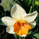 Νάρκισσος στον κήπο