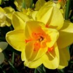 Ένας ασυνήθιστος ναρκισσιστής