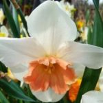 Όμορφος νάρκισσος