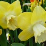 Κίτρινο νάρκισσο