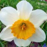 Απλός νάρκισσος