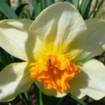 Τα νάρκισσοι είναι λευκά με πορτοκαλί κέντρο