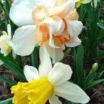 Διαφορετικές ποικιλίες νάρκισσων