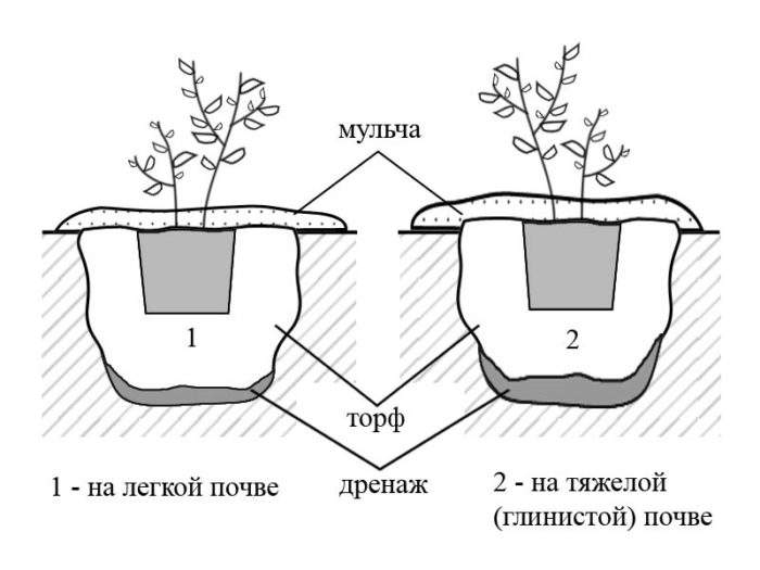 Схема за засаждане на боровинки