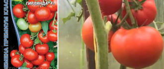 Сорт домати Сибирски герланд